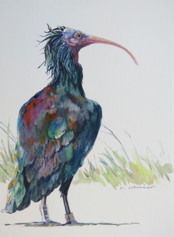 Bald Ibis III - Nothern Bald Ibis by Karyn deKramer