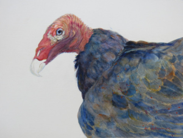 Scarlet - Turkey Vulture by Karyn deKramer