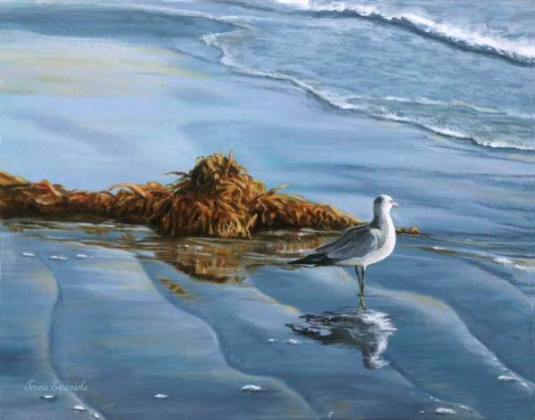 Gazing Gull by Teresa Espaniola