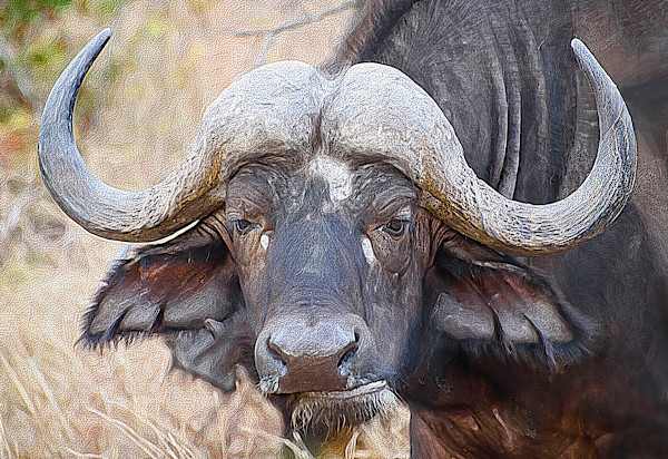 African Buffalo by Lewis Jackson