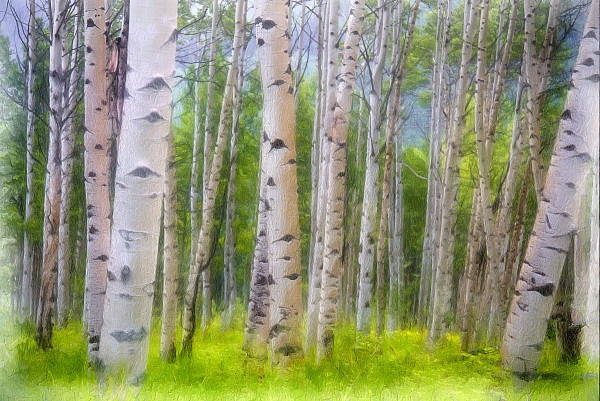 Aspens,  After the Rain by Lewis Jackson
