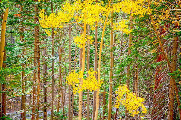 Aspens Amongst Evergreens by Lewis Jackson