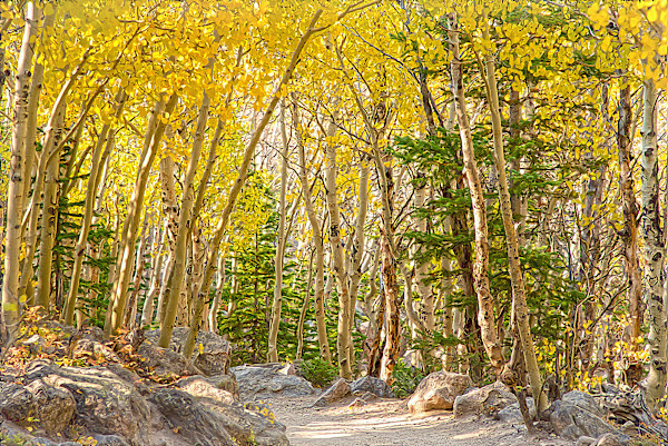 Aspens in Fall by Lewis Jackson