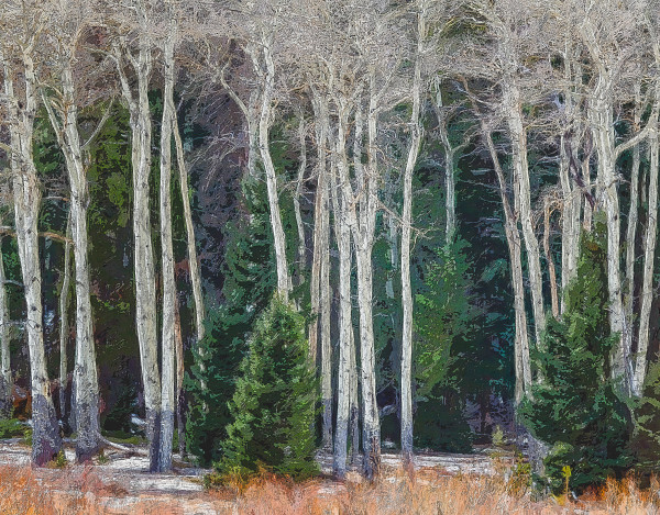 Aspens in Winter by Lewis Jackson