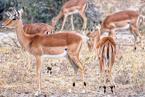 Black-faced Impalas by Lewis Jackson