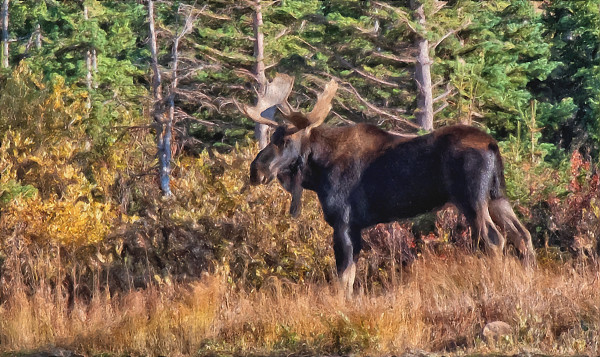 Bull Moose by Lewis Jackson