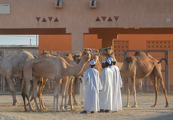 Camel Market by Lewis Jackson, Image 1.
