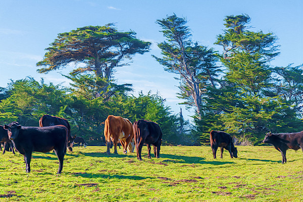 Cows at Point Arena by Lewis Jackson