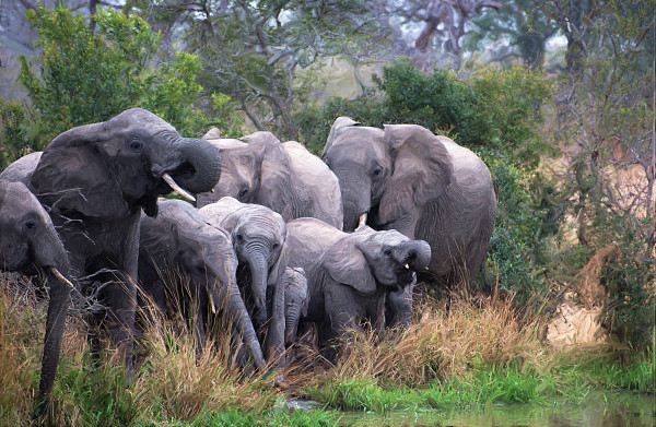Elephants at the Watering Hole by Lewis Jackson