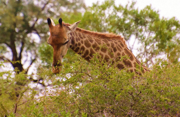 Giraffe, Head shot