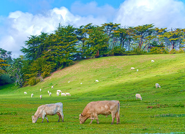 Grazing Cows, in Late Afternoon by Lewis Jackson