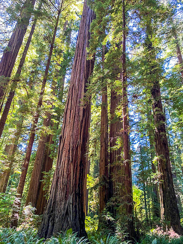 Redwoods by Lewis Jackson