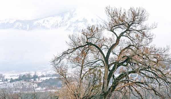Landscape Near Paonia, with Tree by Lewis Jackson