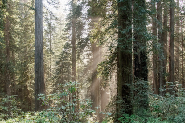 Light in the Forest by Lewis Jackson, Image 1.