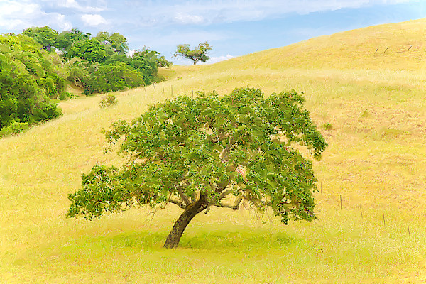 Marin County Landscape by Lewis Jackson, Image 1.