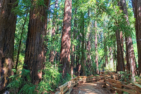 Redwoods Walk by Lewis Jackson, Image 1.