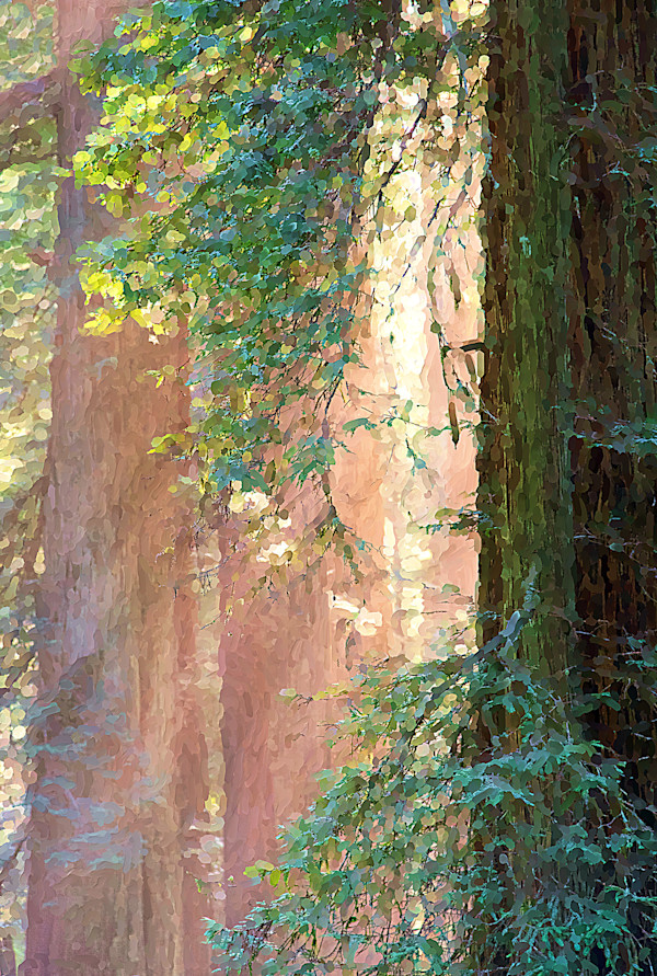 Sunlight Amongst the Redwoods by Lewis Jackson