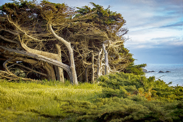 The West Wind by Lewis Jackson, Image 1.