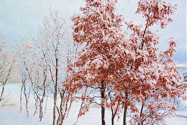 Trees in Newly Fallen Snow by Lewis Jackson
