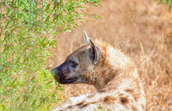 Young Hyena by Lewis Jackson