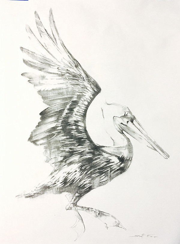 Pelican Drawing #3 by scott ewen, Image 1.