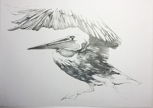 Pelican Drawing #1 by scott ewen, Image 1.