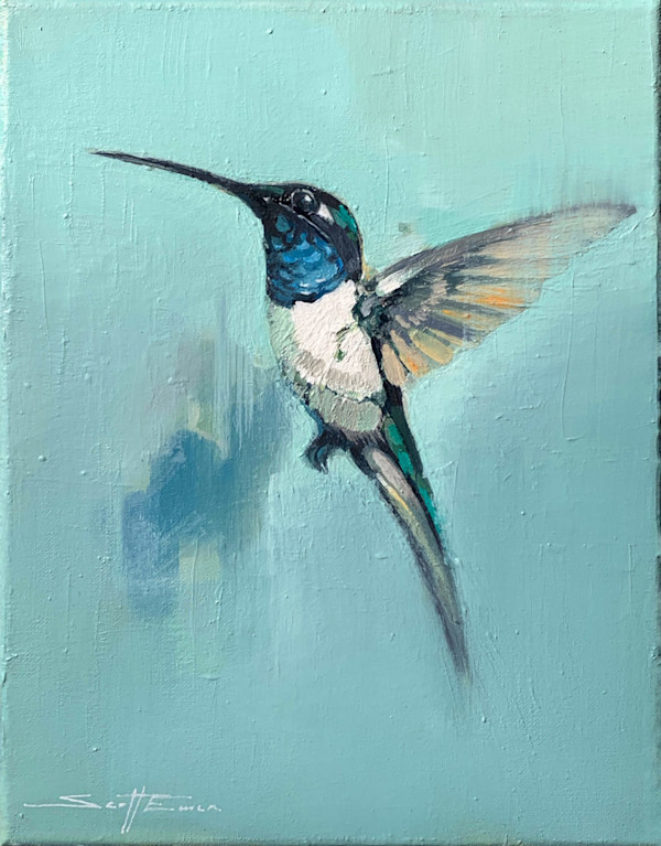 Blue Hummingbird by scott ewen