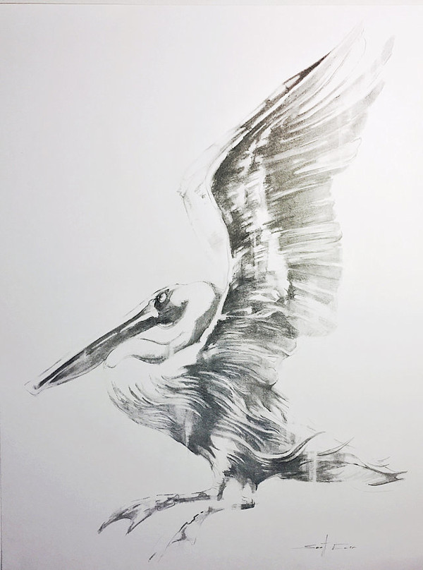 Pelican Drawing #2 by scott ewen, Image 1.