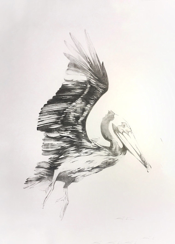 Pelican Drawing #4 by scott ewen, Image 1.
