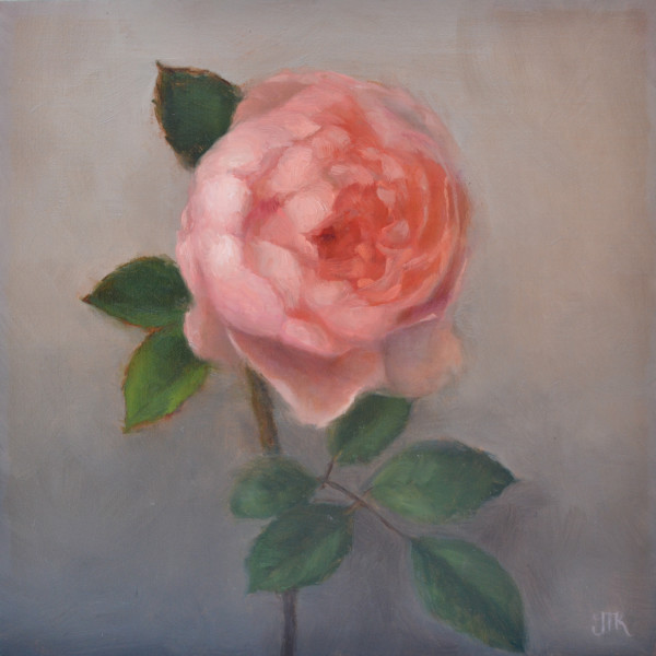 Alnwick Rose by Julie Tsang Kavanagh