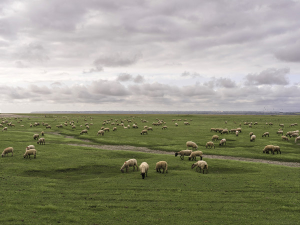 207 ovelhas by Lucas Lenci