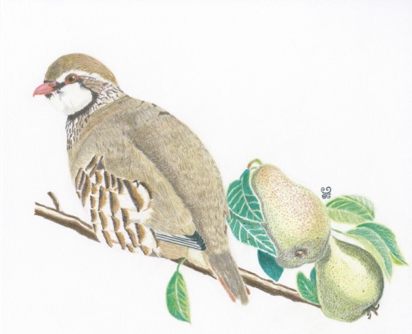 A Partridge in a Pear Tree by Jules Chabeaux