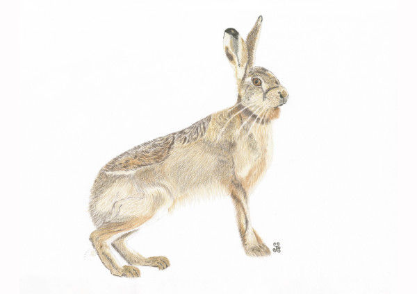 The Enigmatic Brown Hare