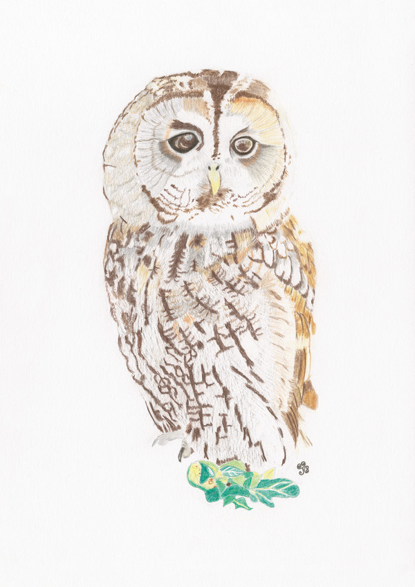 Tawny Owl Dreaming by Jules Chabeaux