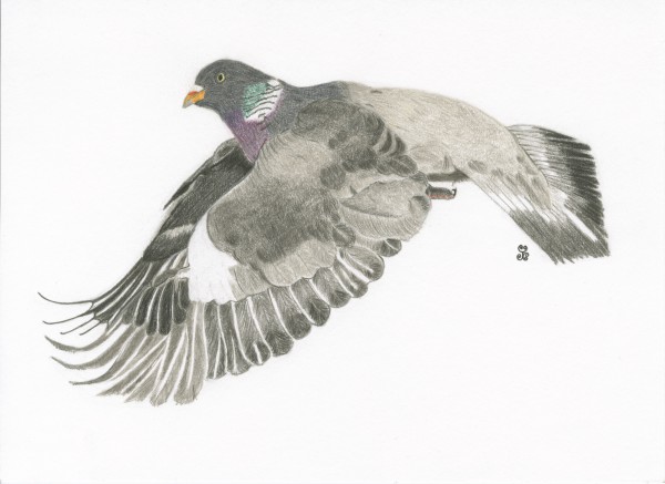 The Nurturing Wood Pigeon by Jules Chabeaux
