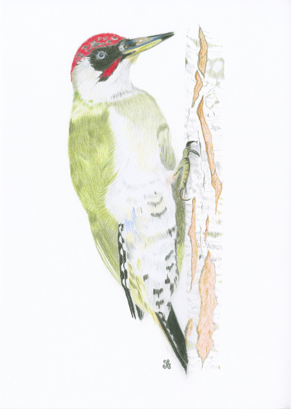 The Triumphant Green Woodpecker by Jules Chabeaux