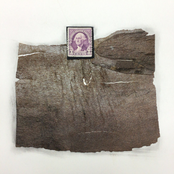 Washington 3 cent Stamp with Tree Bark