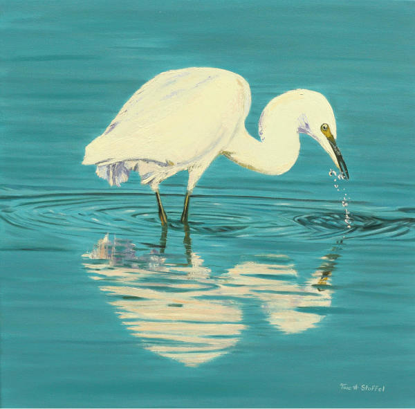 Fishing White Egret