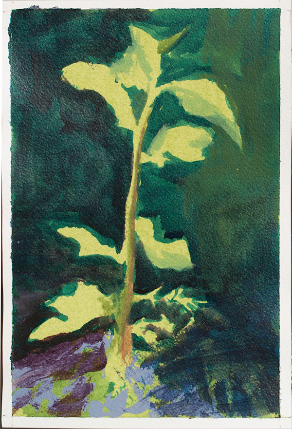 Volunteer Sapling 1 by Brooke Lanier