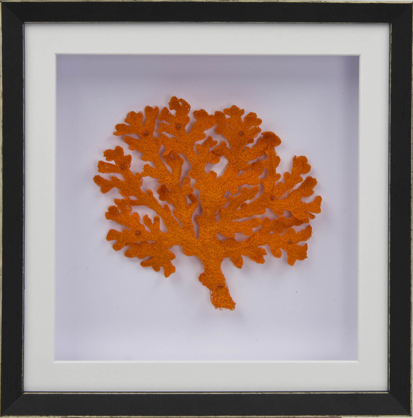 Orange Lace Coral