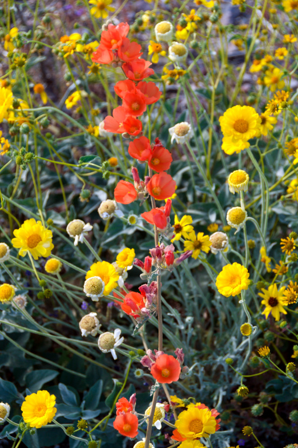 Southern Arizona Spring Wildflowers by Jerry Peek