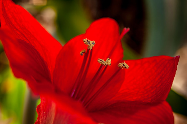Garden Bloom 15: Amaryllis by Vicky Stromee