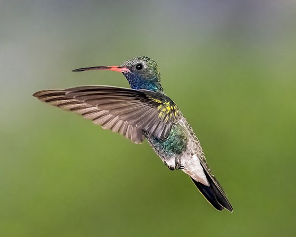 Broad-billed Hummingbird by Larry Haas
