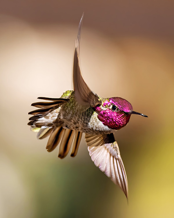Anna’s Hummingbird by Larry Haas