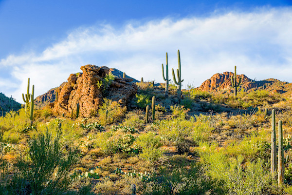 Desert Giants by James Root, Image 1.