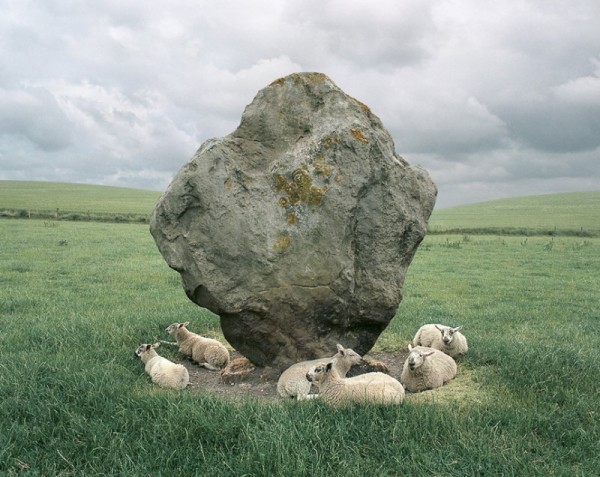 Sheep and Standing Stone, Avebury, England by Barry Andersen