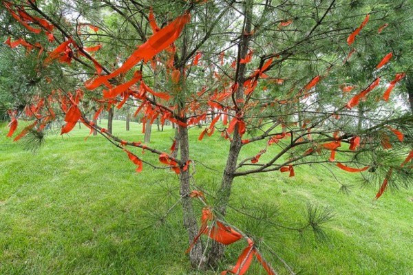 Tree with Prayer Flags, China by Barry Andersen