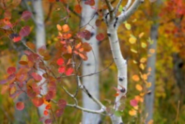 Aspen and Maple Beautify My Morning by Susan Drew