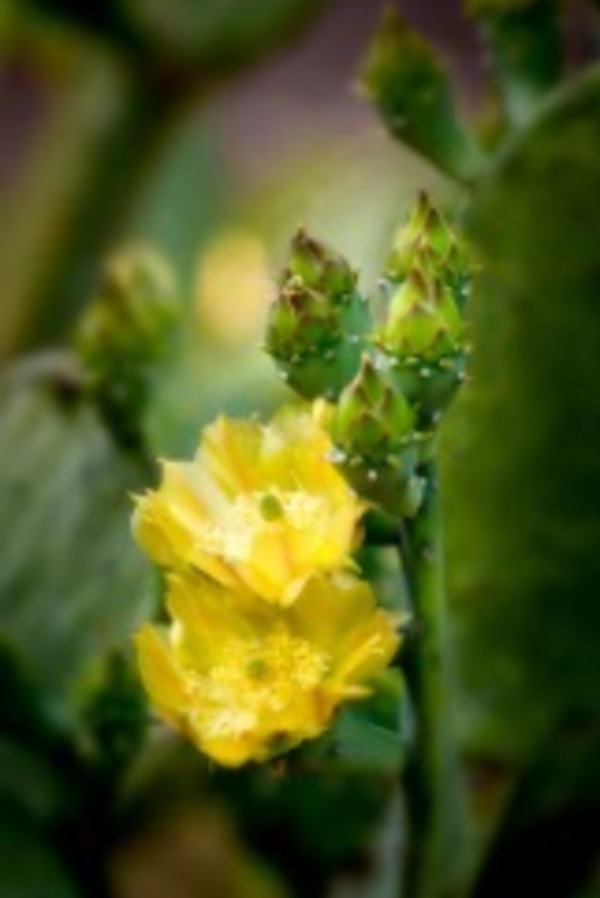 Canelo Prickly Pear by Bill Steen