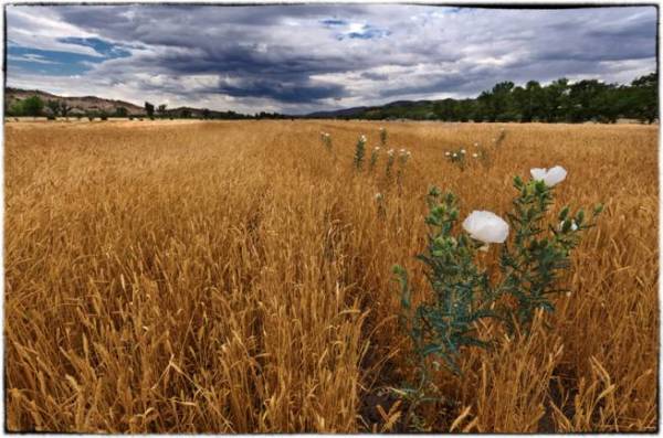 Sonoran White Wheat - Native Seed Search Farm, Patagonia by Bill Steen